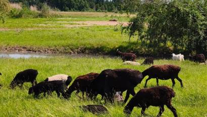 Успешная история переселения: самых крупных овец выращивает кандас из Китая в Подгорном!