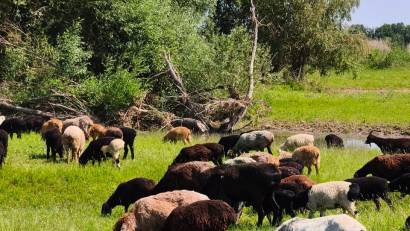 Қоныс аудару — табысты оқиға: Подгорное ауылында Қытайдан келген қандас ең ірі қойларды өсіріп отыр!